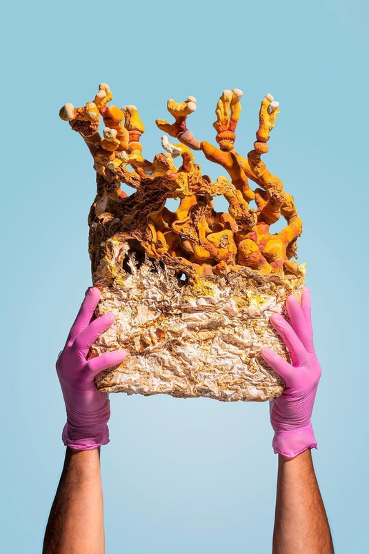 Natural Sleep Support: Results from Adenosine-Rich Reishi Elixir Study