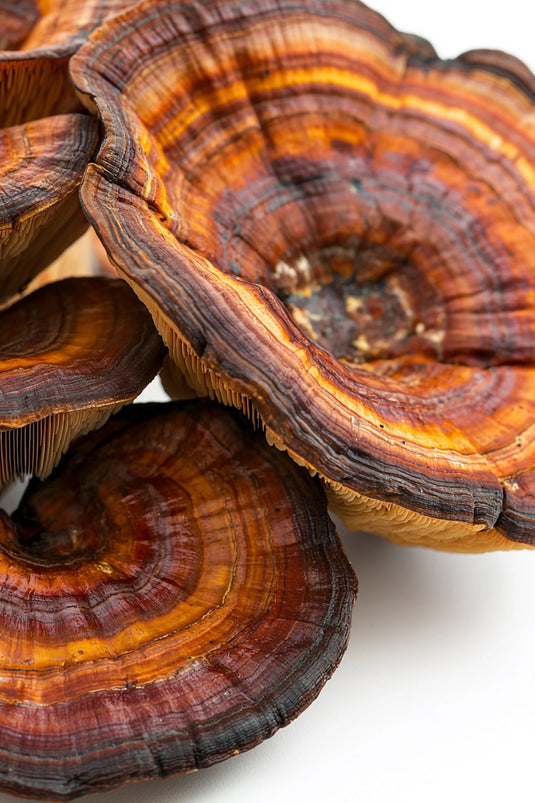 Reishi Mushroom for Sleep: Everything You Need to Know