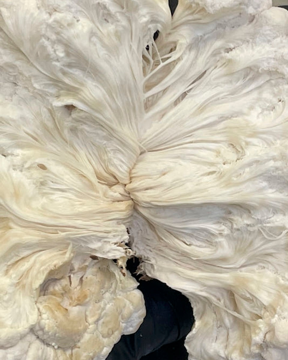 Lion's Mane macro