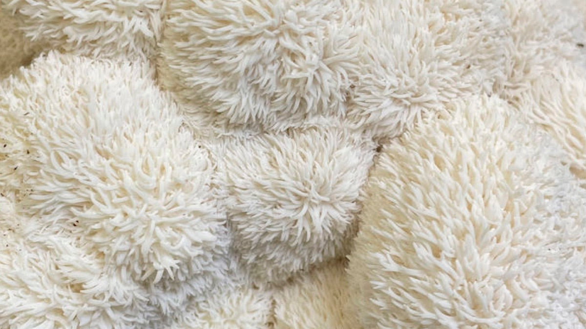 Lion's Mane detail