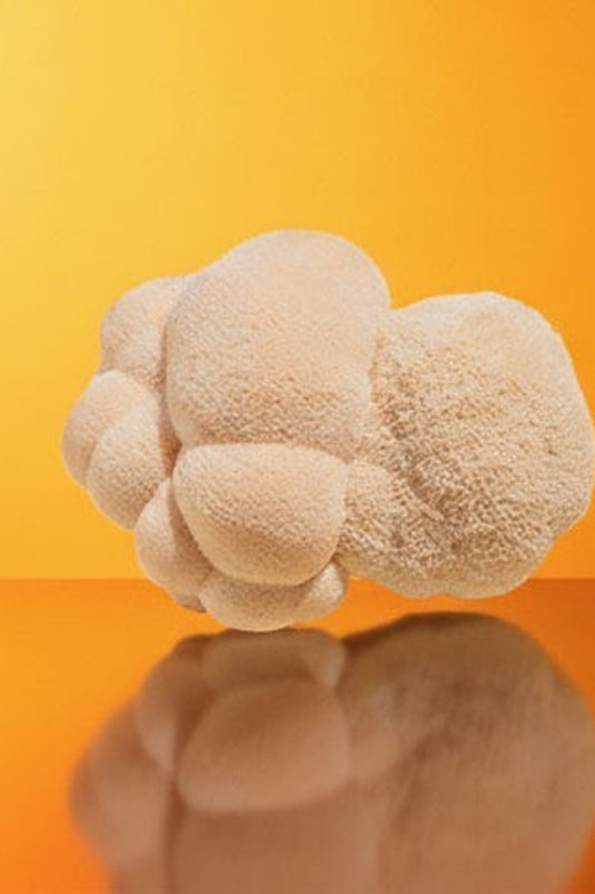 A fresh lion's mane mushroom, the caffeine-free focus alternative to mushroom coffee