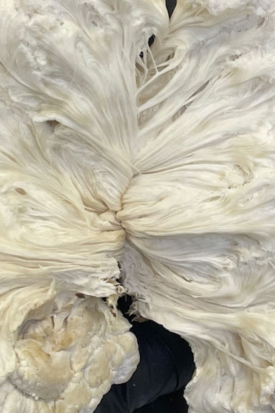 A close-up of a lion's mane mushroom grown by AHARA in Rockville, Maryland