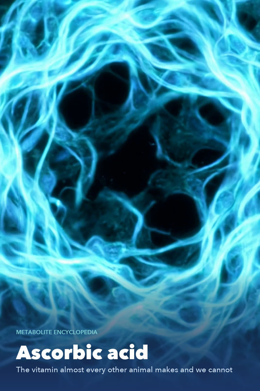 Ascorbic acid - AHARA Metabolite Encyclopedia