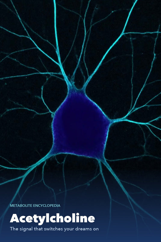Acetylcholine - AHARA Metabolite Encyclopedia