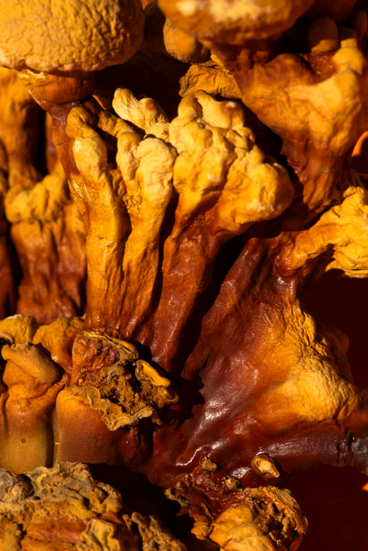 Ahara Reishi Mushroom