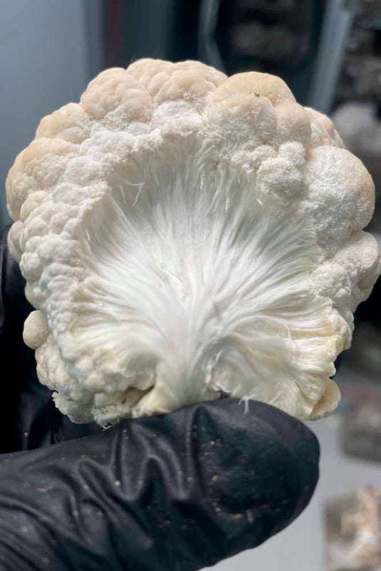 Ahara Lion's Mane Mushroom