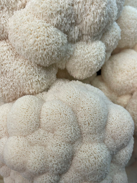 Ahara Lion's Mane Mushroom