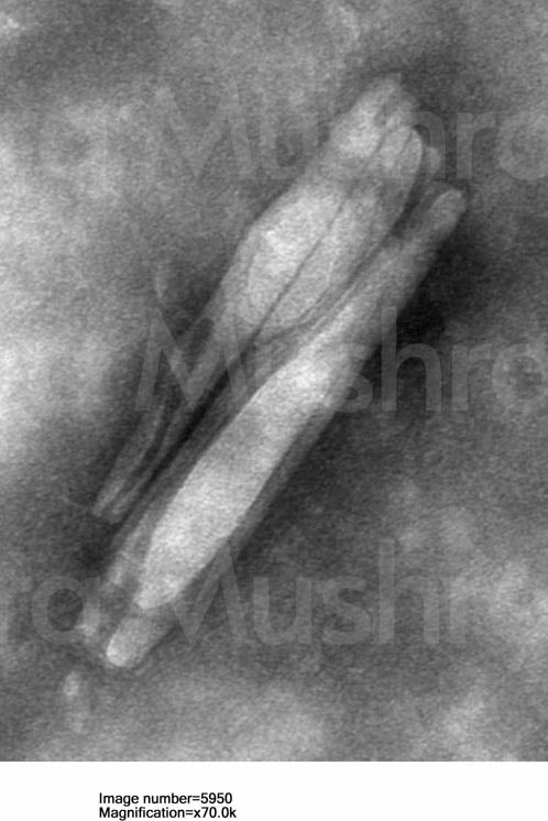 Ahara Lion's Mane Nanofibers 