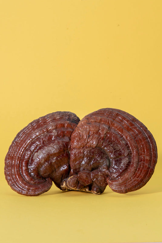 Reishi Mushroom for Prostate Health: Clinical Study Shows Significant Benefits