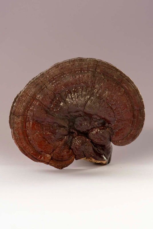 Does Reishi Actually Help You Sleep?