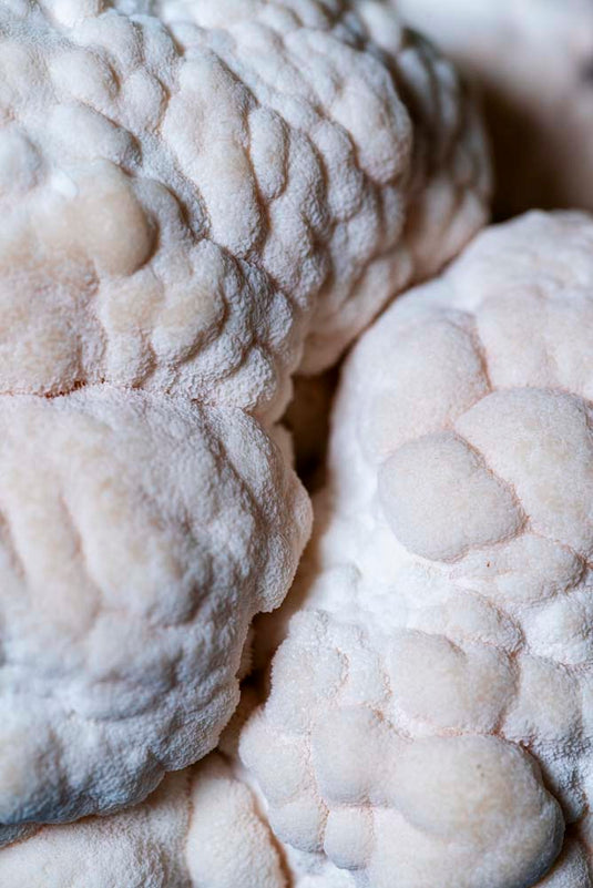 Ahara Lion's Mane Mushroom