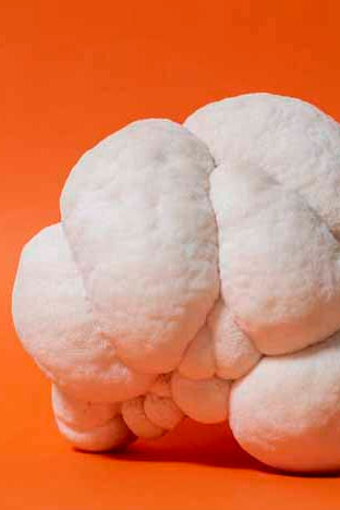 Lion's Mane Benefits for Brain Health