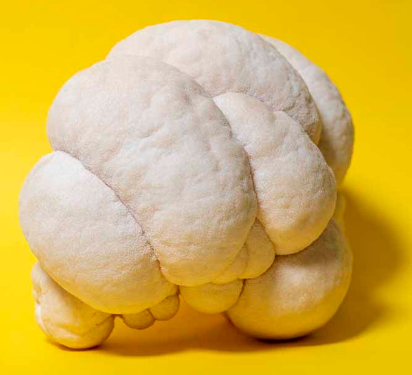 Fresh Lion's Mane mushroom on a yellow background, the source of the hericenone and erinacine compounds studied for brain health