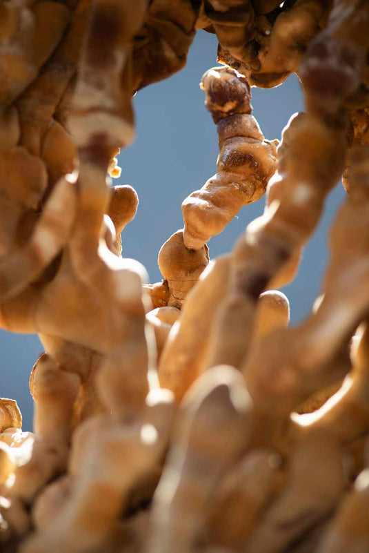 Ahara Reishi Mushroom