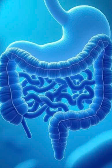 THE GUT