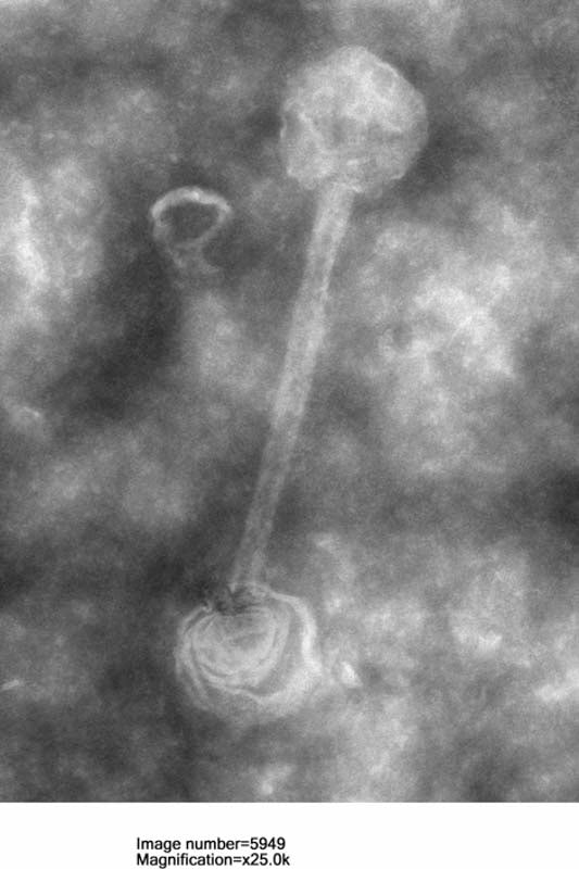 What Are Nanofibers and How They Make Our Extract So Unique