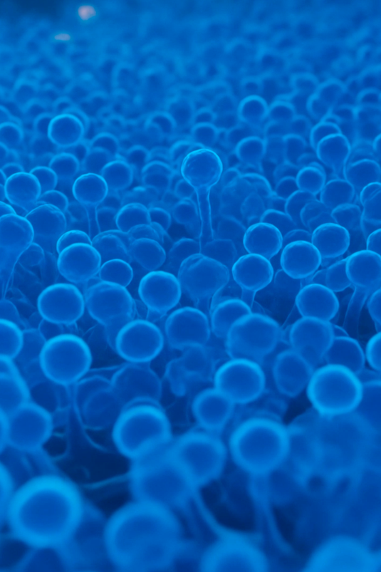 What 1,469 Metabolites Taught Us About Mushroom Extracts