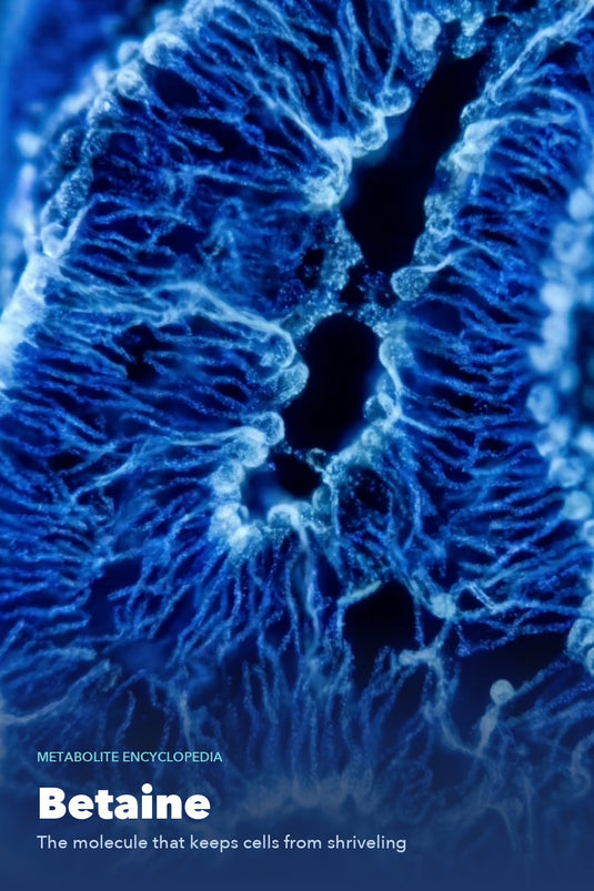 Betaine - AHARA Metabolite Encyclopedia
