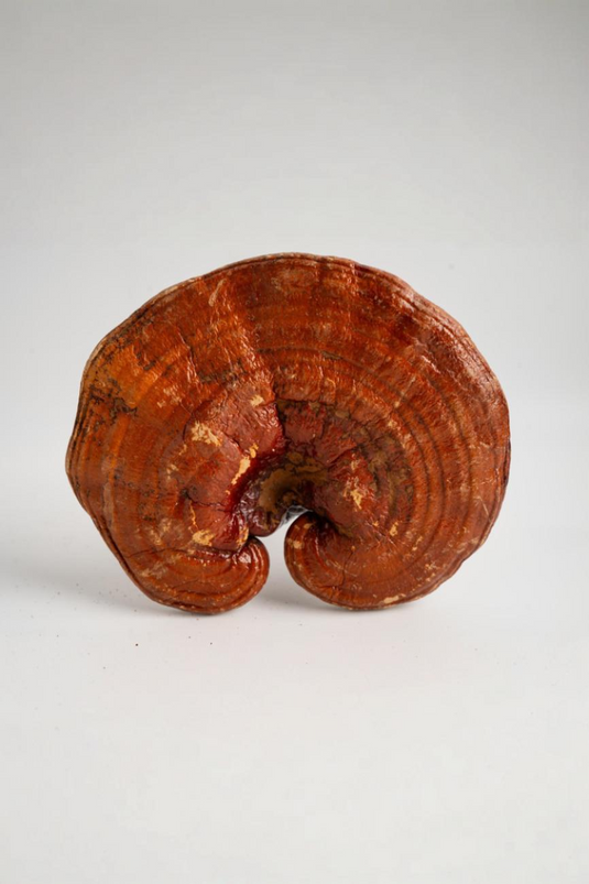 Reishi vs Ashwagandha for Sleep