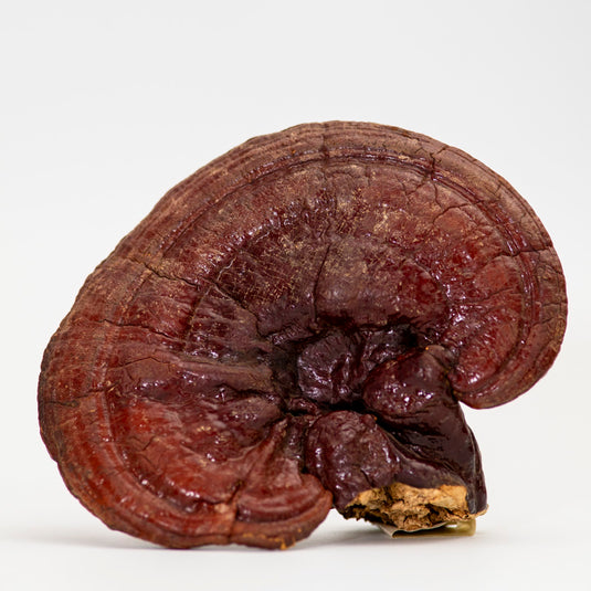 Reishi Elixir