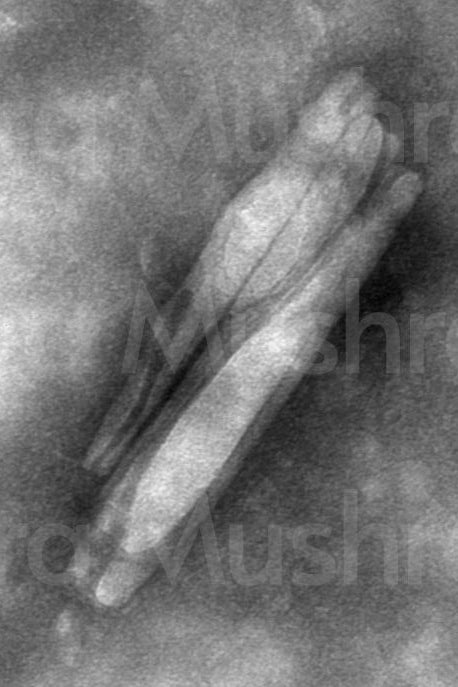 Microscopy image of the nanofiber matrix in the AHARA Lion's Mane Elixir