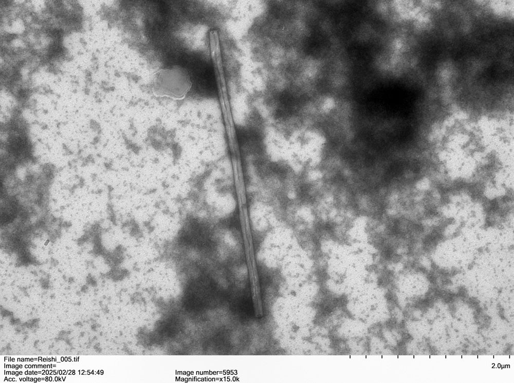 Transmission electron microscopy of a nanofiber in AHARA Reishi extract at 15,000x magnification