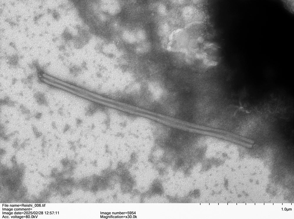 Transmission electron microscopy of a nanofiber in AHARA Reishi extract at 30,000x magnification