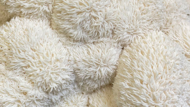 Lion's Mane mushroom closeup