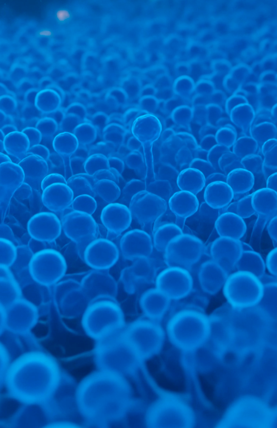 Mushroom metabolite visualization