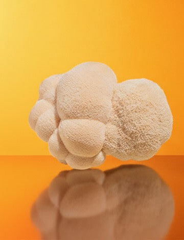 A whole Lion's Mane mushroom