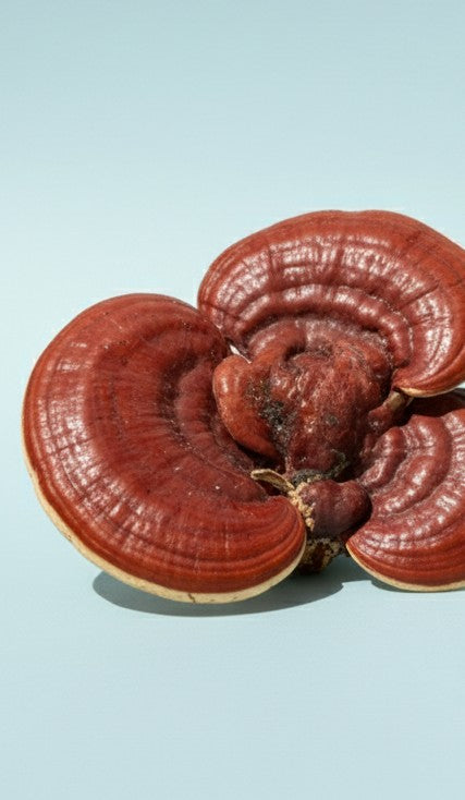 AHARA Reishi mushroom close up