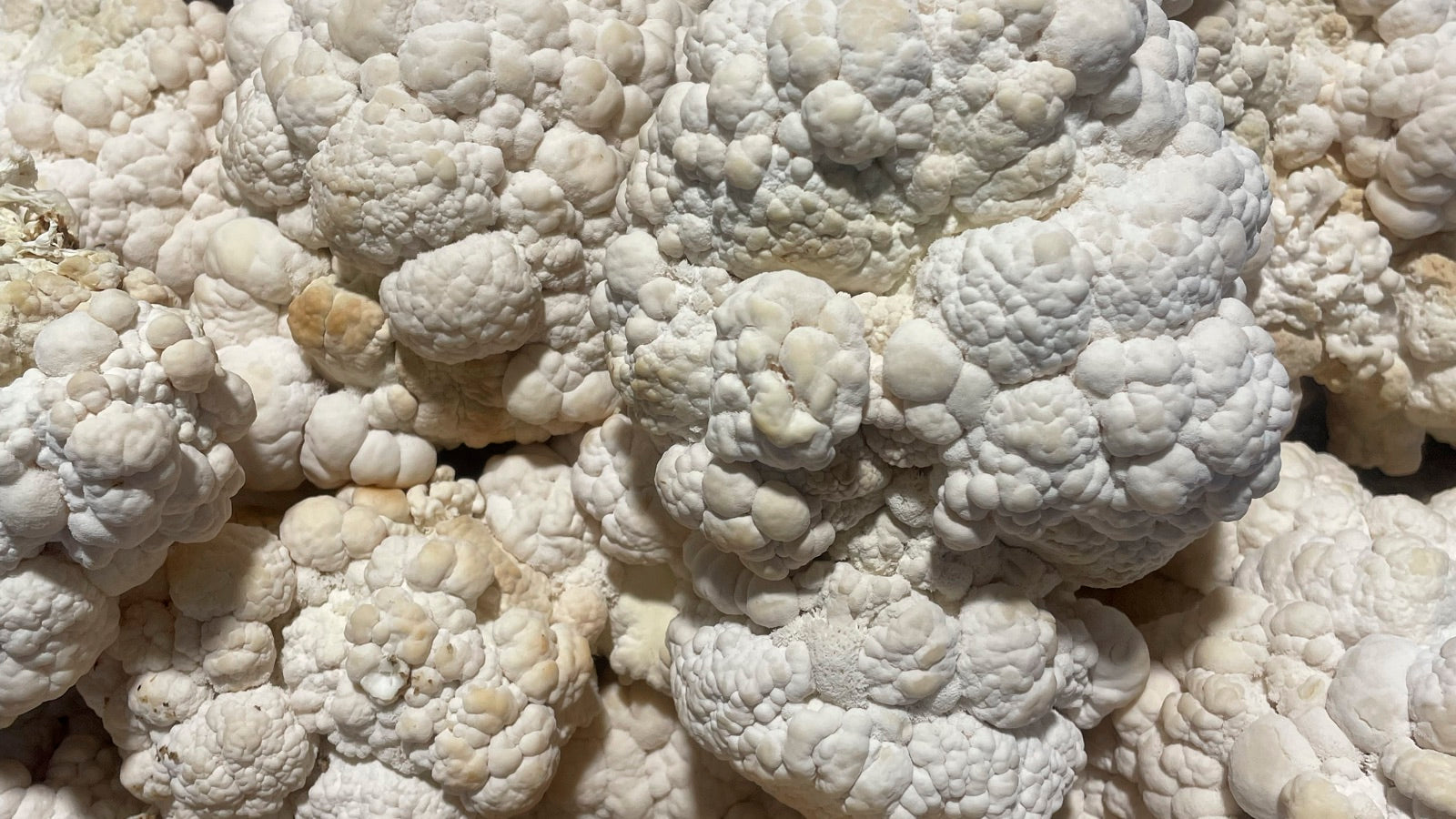 Lion's Mane mushroom, close-up