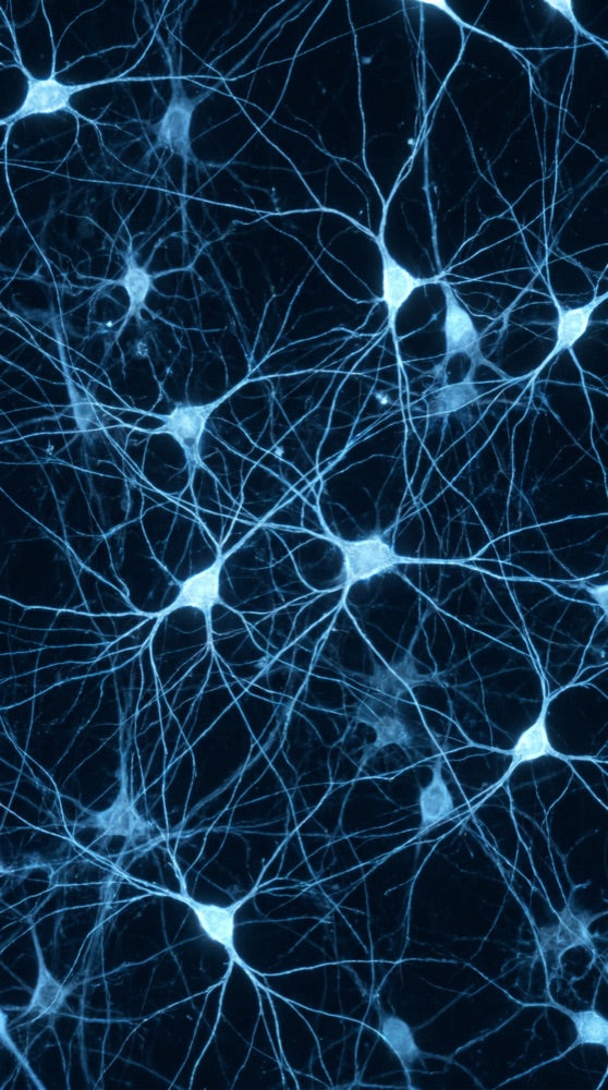 Sleep & Circadian Regulation microscopy