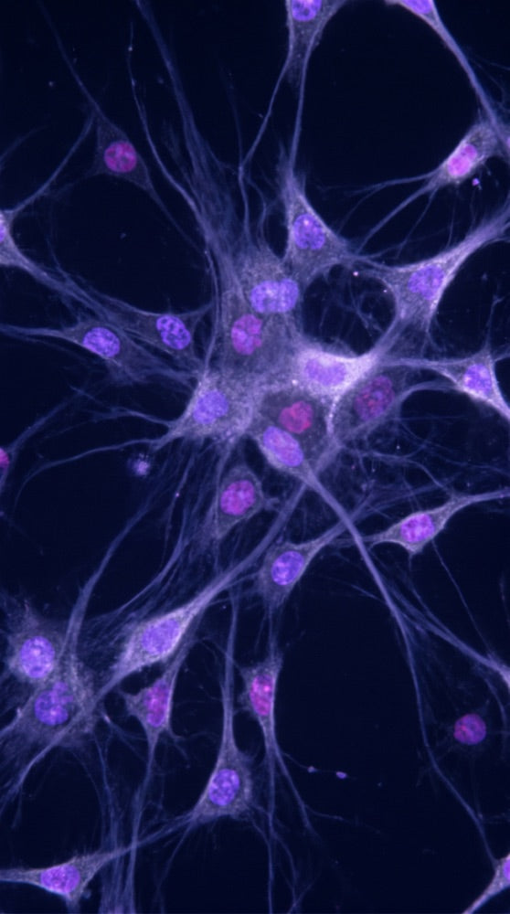 Neurotransmitter Metabolism microscopy