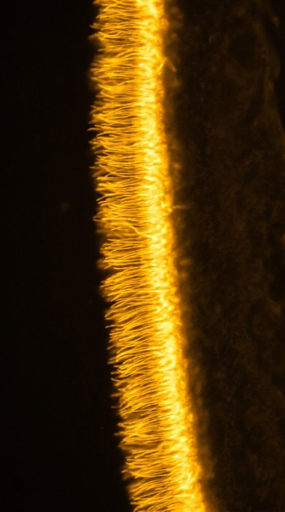 One-Carbon & Methylation Metabolism microscopy