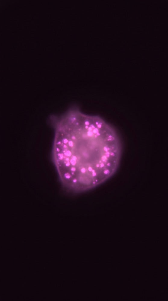 Steroid & Hormone Metabolism microscopy