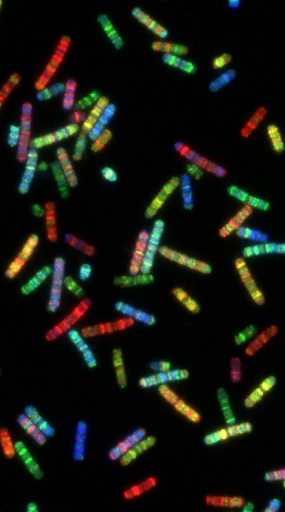 Purine & Pyrimidine Metabolism microscopy