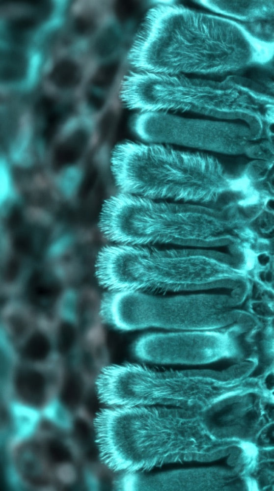 Organic Acid Metabolism microscopy