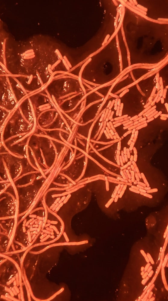 Inflammation & Immune Response microscopy