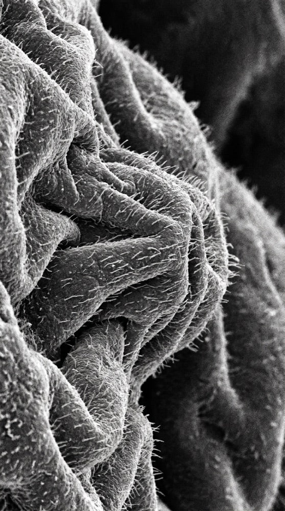 Other Metabolic Pathways microscopy