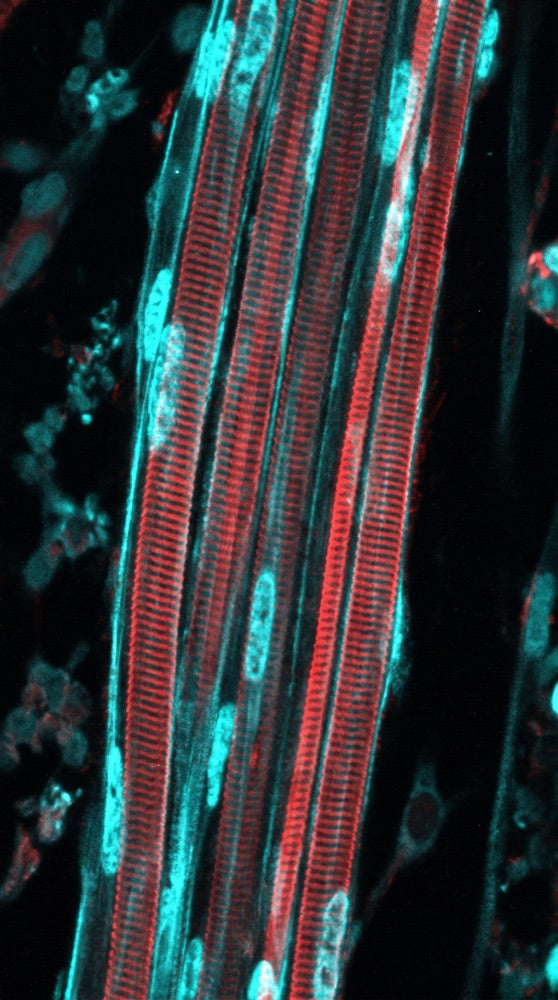 Amino Acid Metabolism microscopy